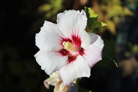 芙蓉 植物